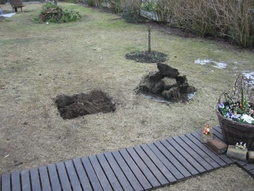 Zuerst wurden die Hybrisken als Begrünung vor die zukünftige Terrassenumrandung gepflanzt