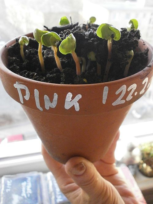 Sprößlinge der Wunderblume im Pink