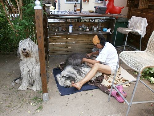 ... als ein Platz zum Hundetrimmen ...