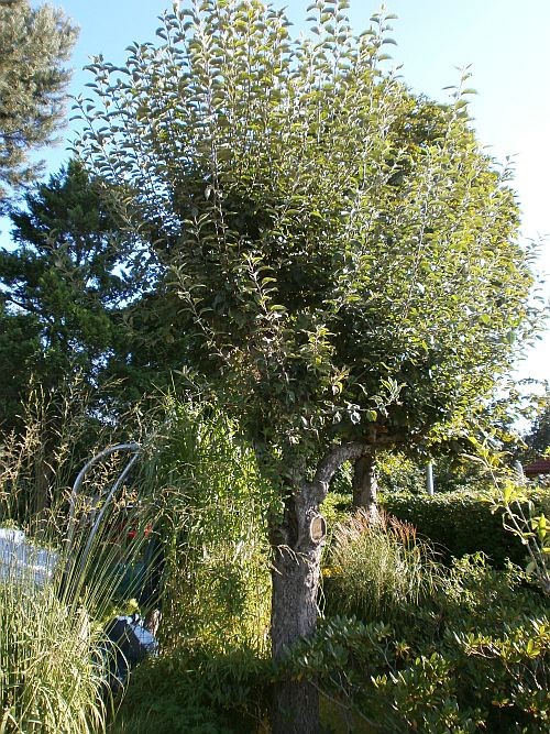 Der Apfelbaum in voller Größe und mit Wasserschossen