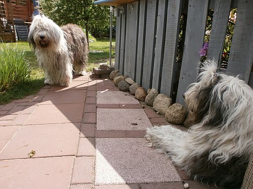 Jetzt fühlen sich die Hunde noch wohler und der Bodenbereich wirkt großzügiger