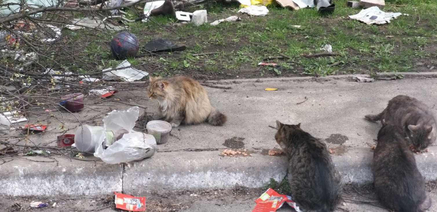 Transport to a better life: In Ukraine, Pets Endure Unseen Hardships