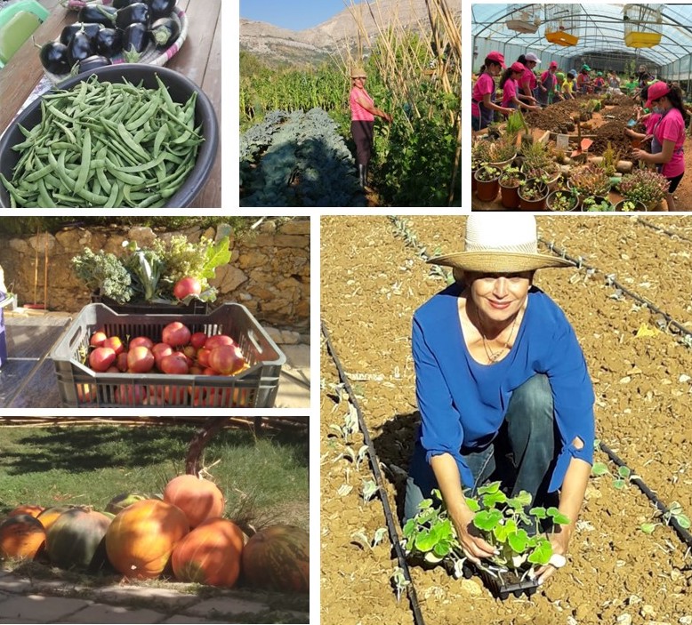 Kitchen Gardening - SC Agriculture Project