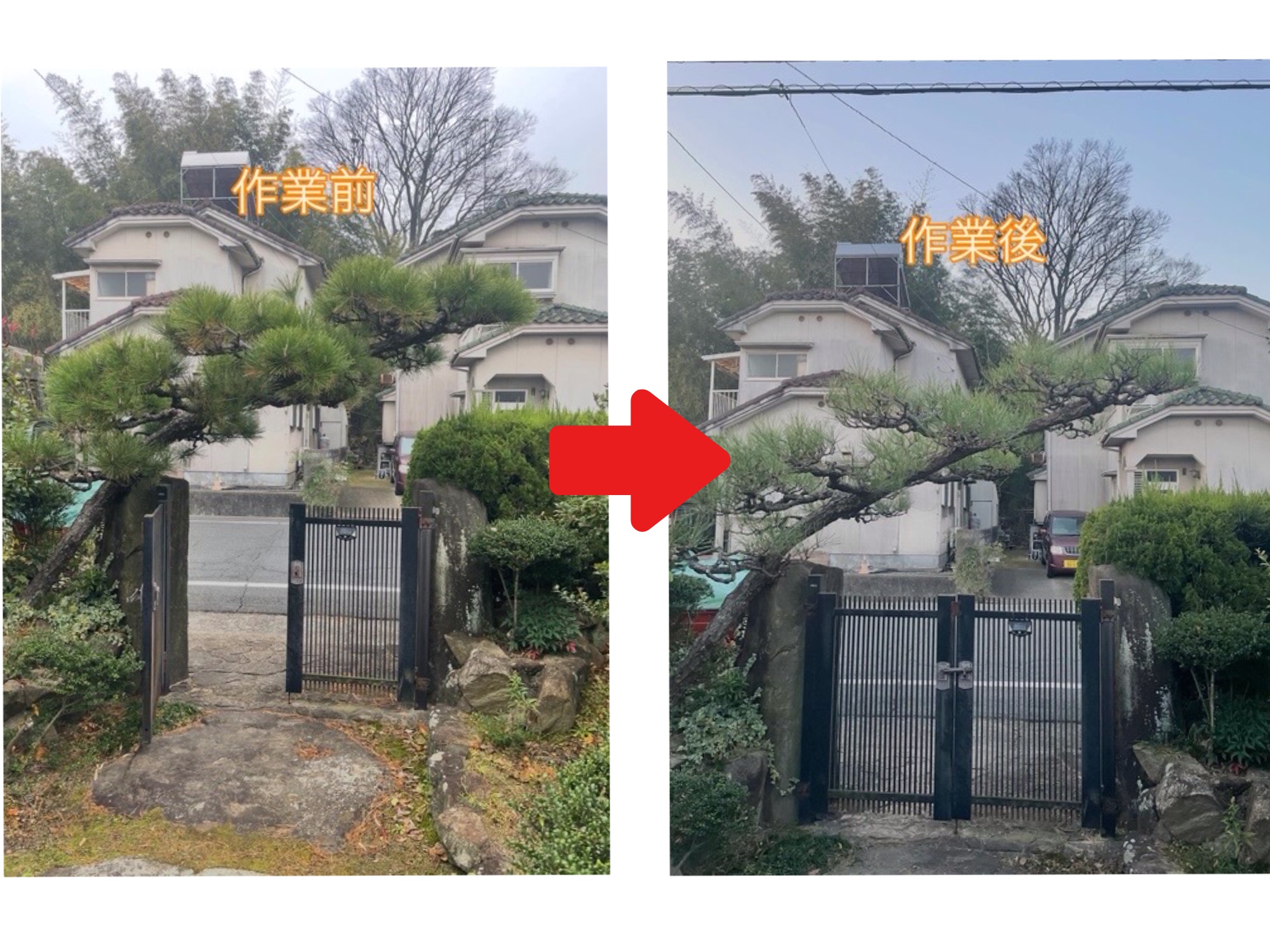 倉敷市粒江で松の剪定