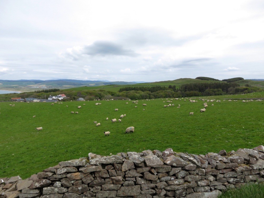 Hunderte Schafe - als ich stoppte, blöckten mich minutenlang erst mal alle an. 