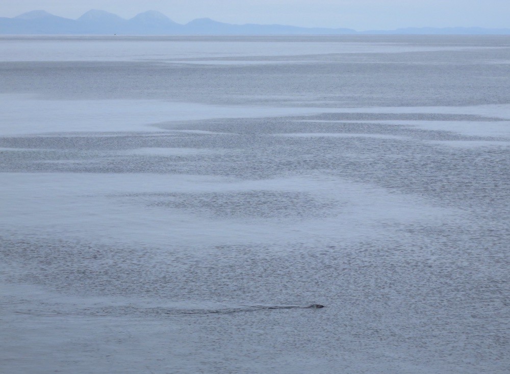 Auf Umwegen dann Richtung Southend, am Beach, im Hintergrund Isle of Jura, bei einer Tasse Kaffe aus der Thermoskanne mit dem Fernglas Robben beobachtet.