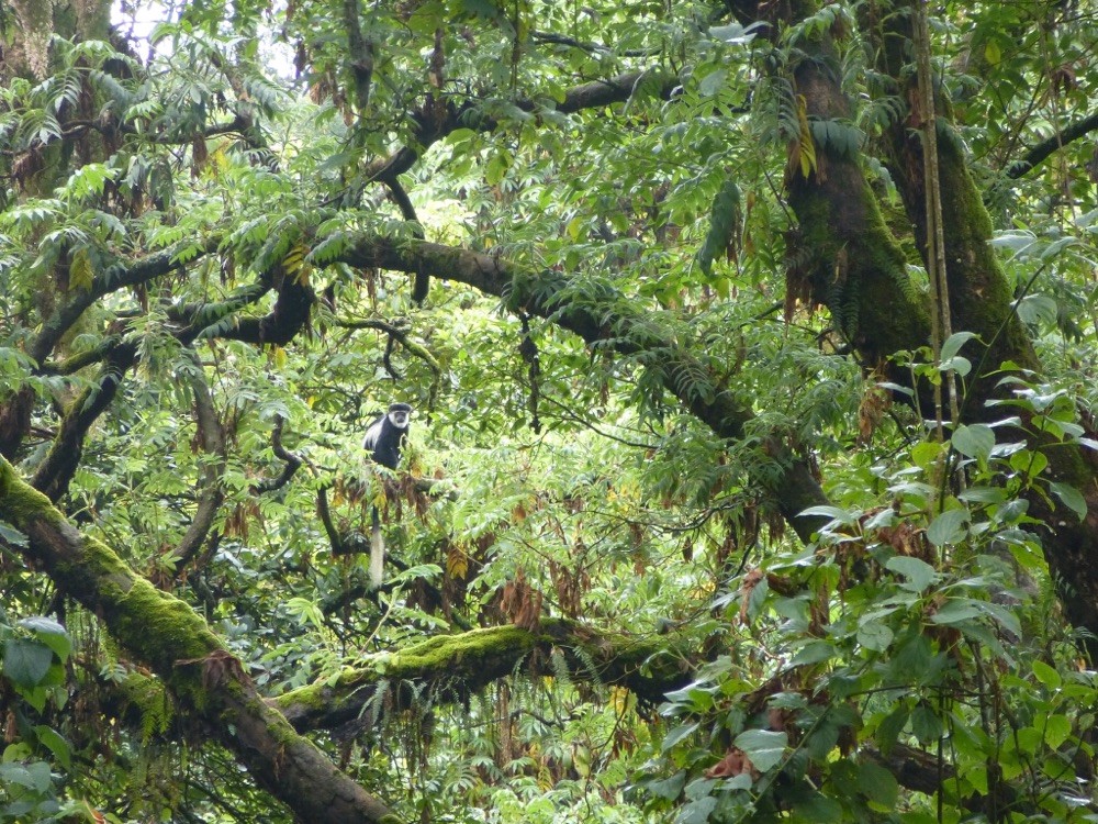 Der Schwarz-Weiße Colobus Affe