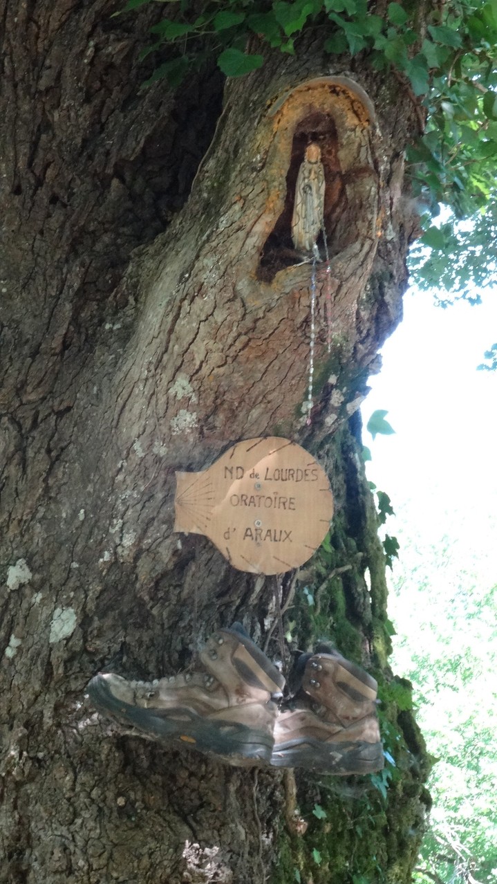 Un arbre pélerin