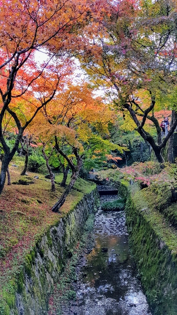 Jardin Tofuku-ji 