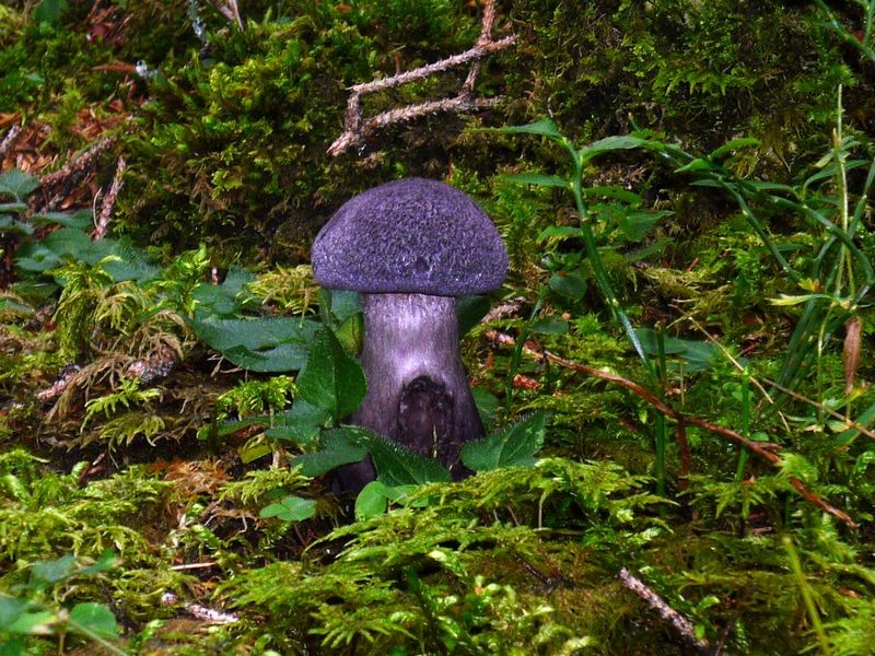 Der dunkelviolette Dickfuß (minderwertig) im Wald bei der Ebenalm