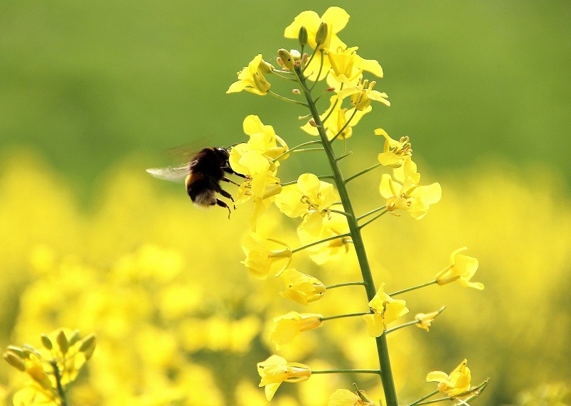 Eine Hummel schwebt vor einer Rapsblüte, ihre Beine schweben dabei gut sichtbar in der Luft