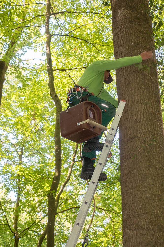 14 kg müssen den Baum hoch