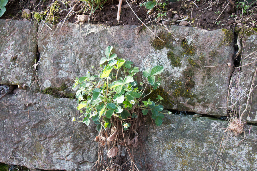 Erdbeerfingerkraut (Foto: B. Budig)