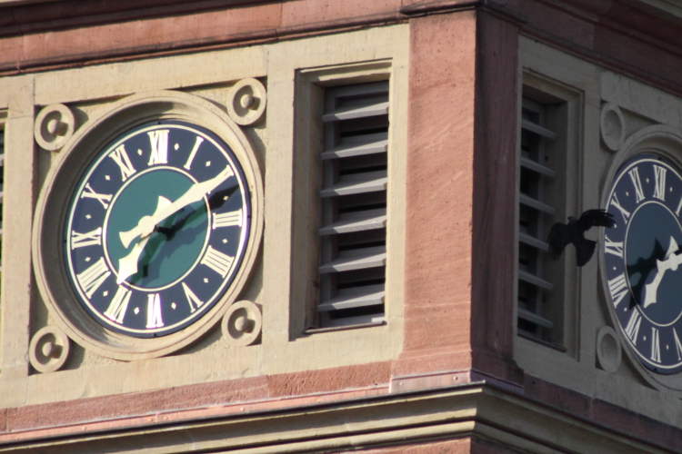 Dohlen fliegen in kath. Kirchturm