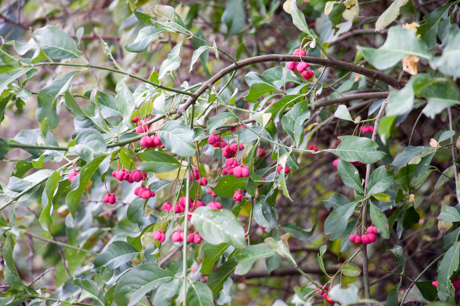 Gewöhnlicher Spindelstrauch, Pfaffenhütchen (Euonymus europaeus)