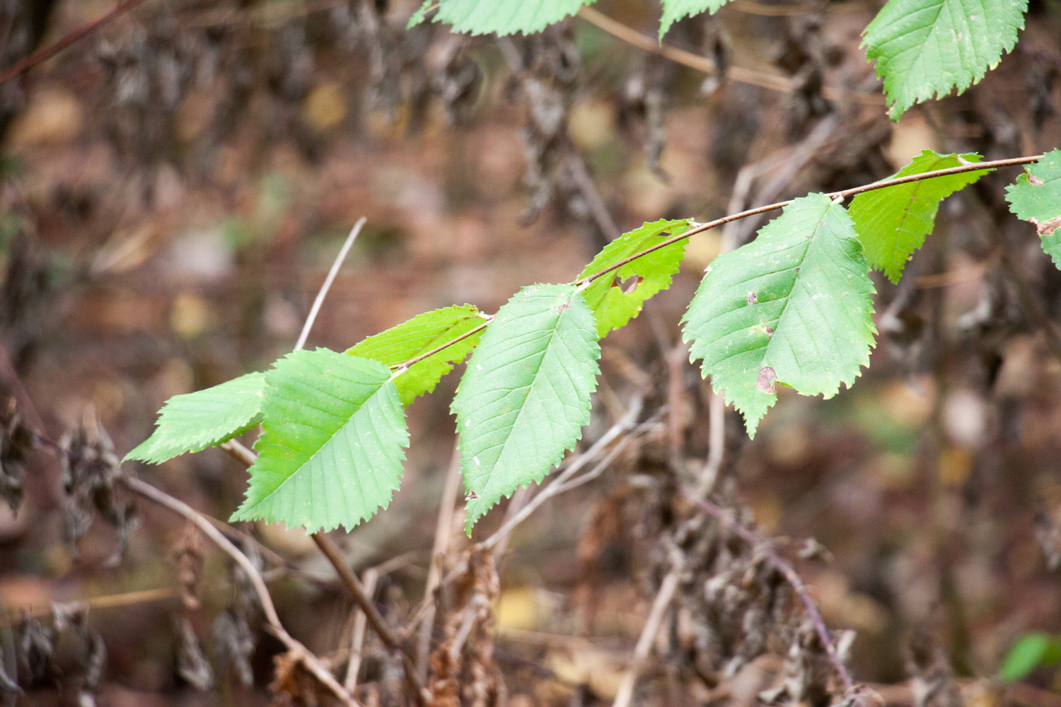 Blätter einer Flatterulme (Ulmus laevis)