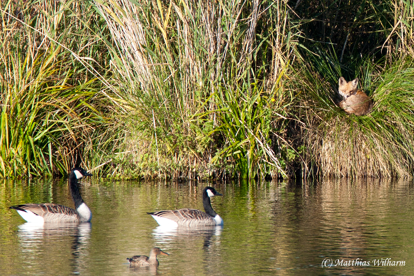 (Foto: Matthias Wilharm)