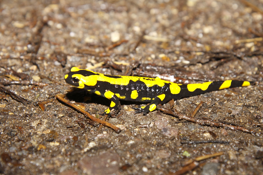 Ein Feuersalamander beim Überqueren des Waldweges. (Foto: B. Budig)