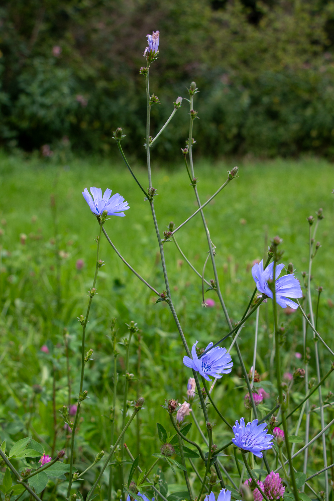Gemeine Wegwarte/Cichorium intybus (Foto: B. Budig)