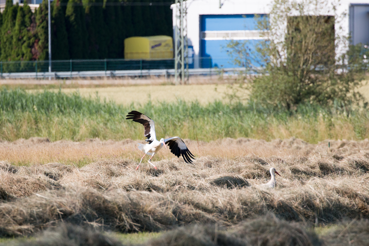 Abflug eines Weißstorchs im Wiesental, 19.06.2018 (Foto: B. Budig)