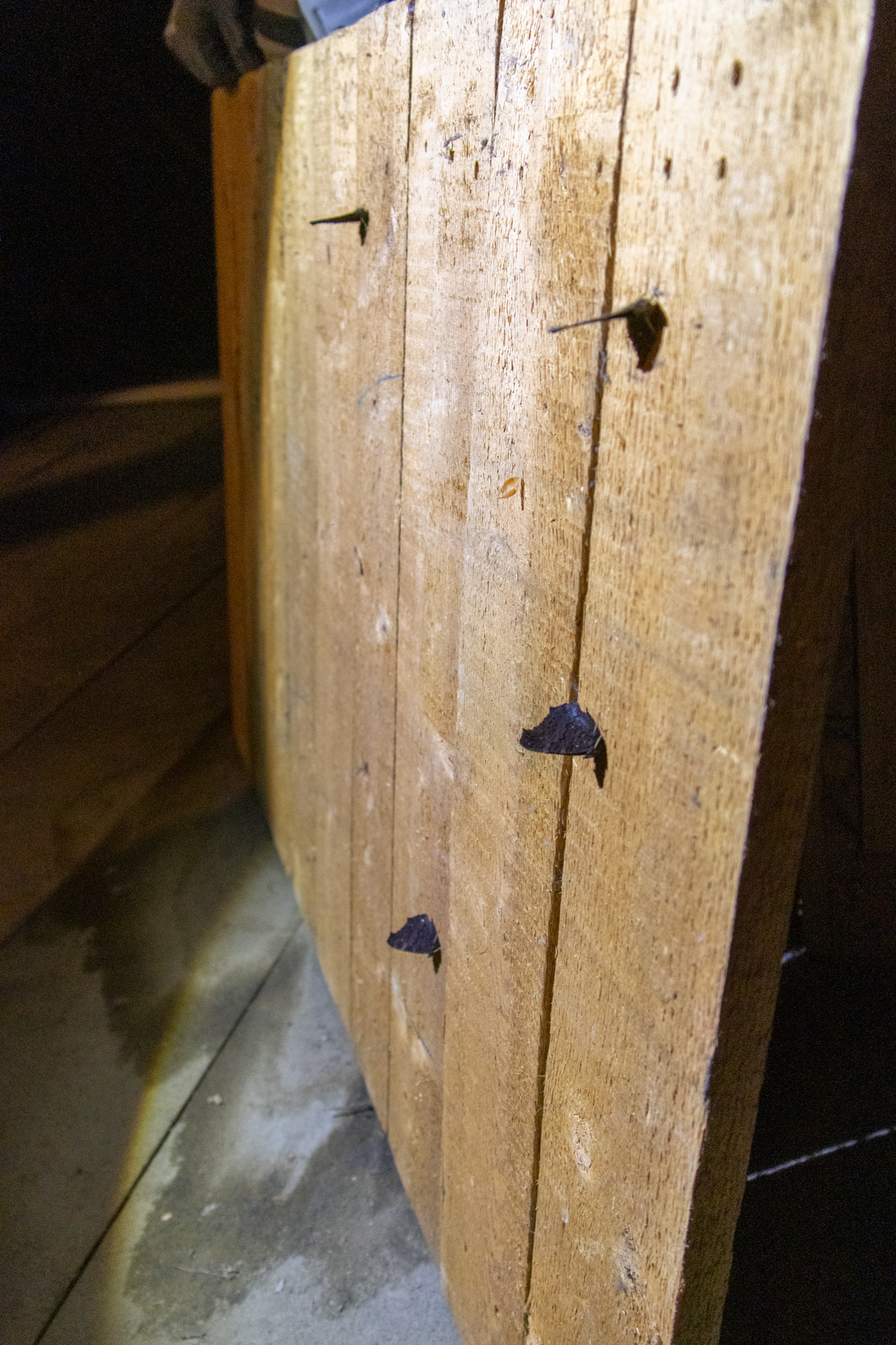 Vier Schmetterlinge an der Deckelinnenseite (Foto: H. Budig)