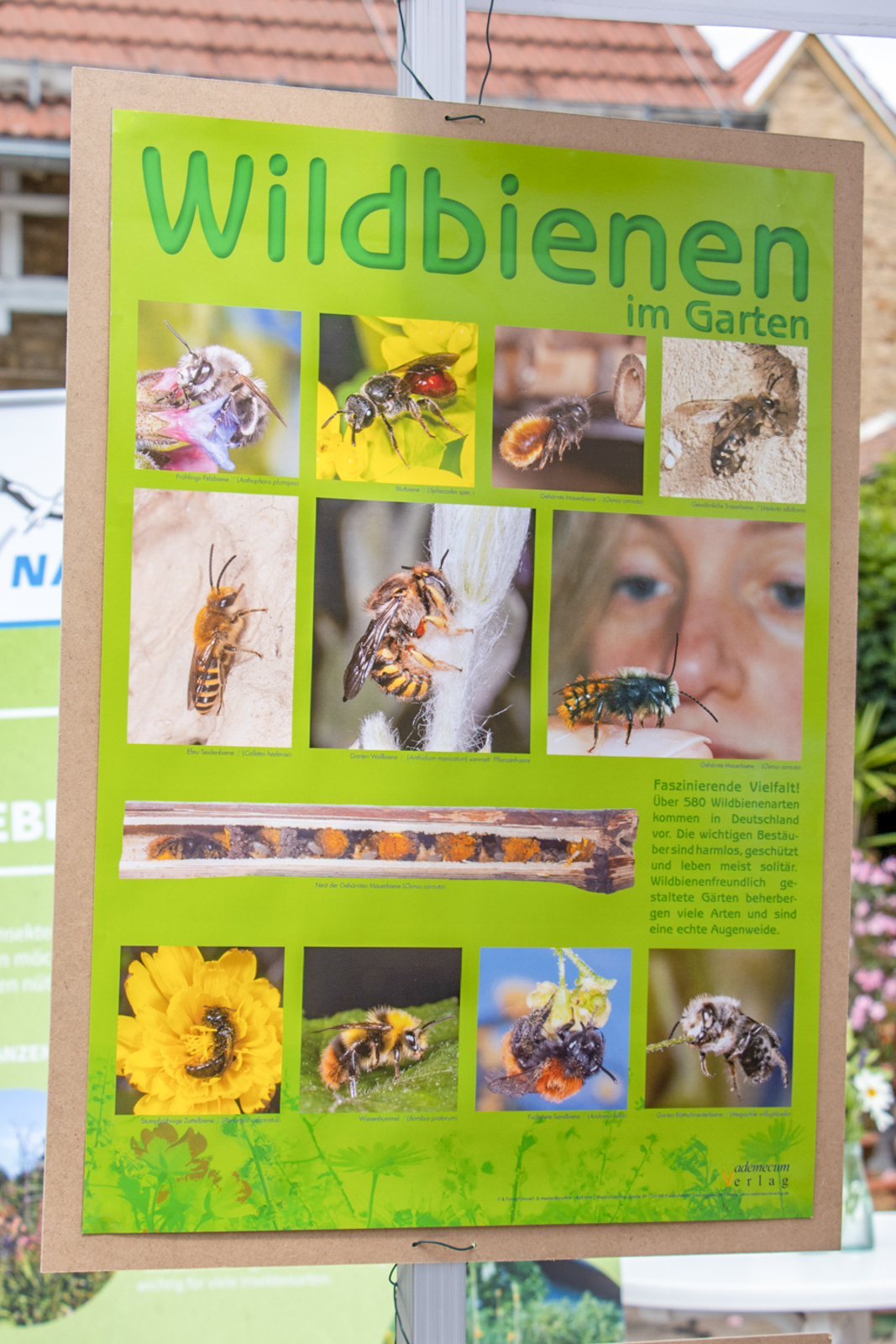 Wie sieht es im Inneren einer Brutröhre aus? (Foto: B. Budig)