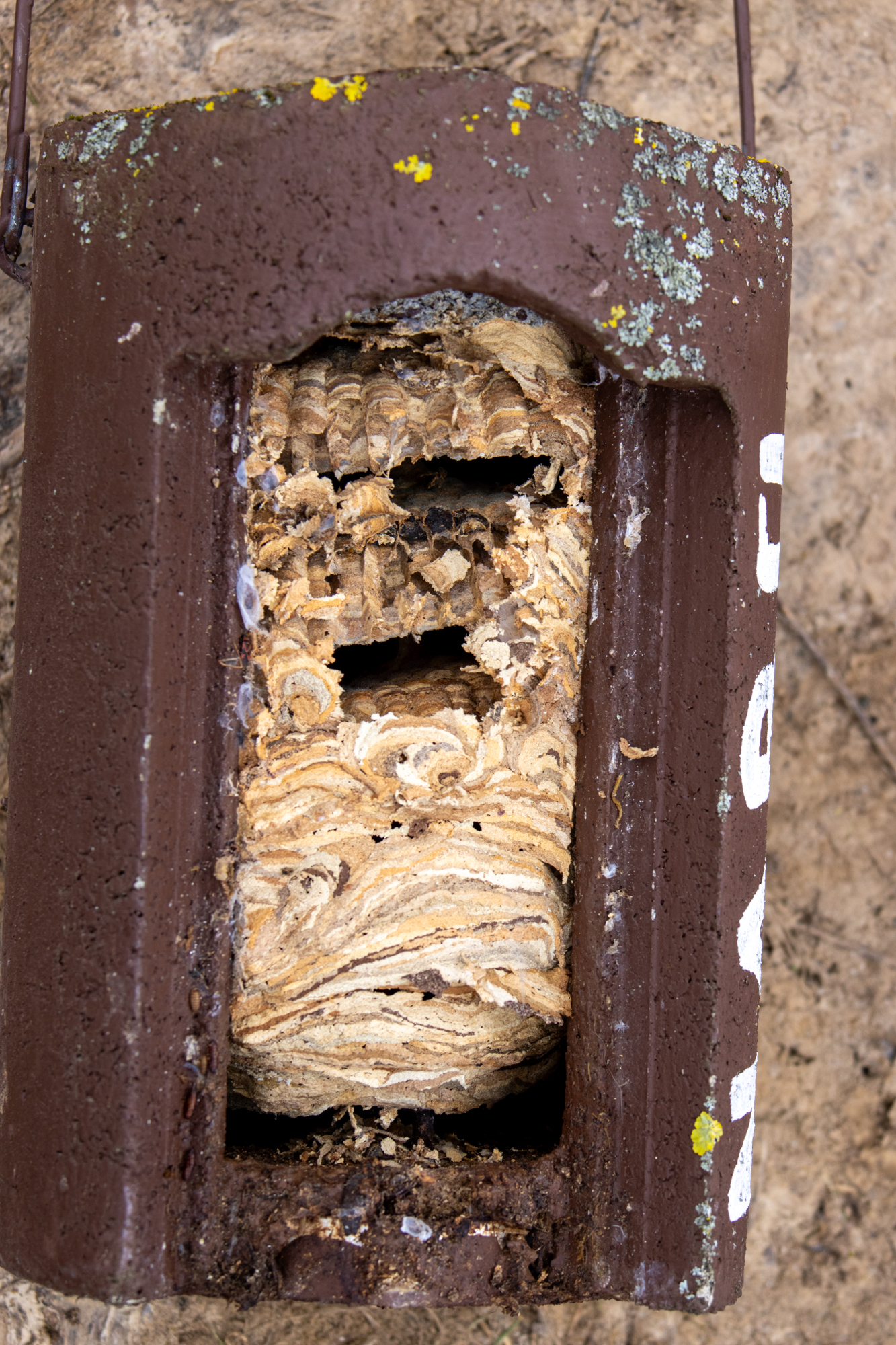 Verlassenes Hornissennest (Foto: B. Budig)