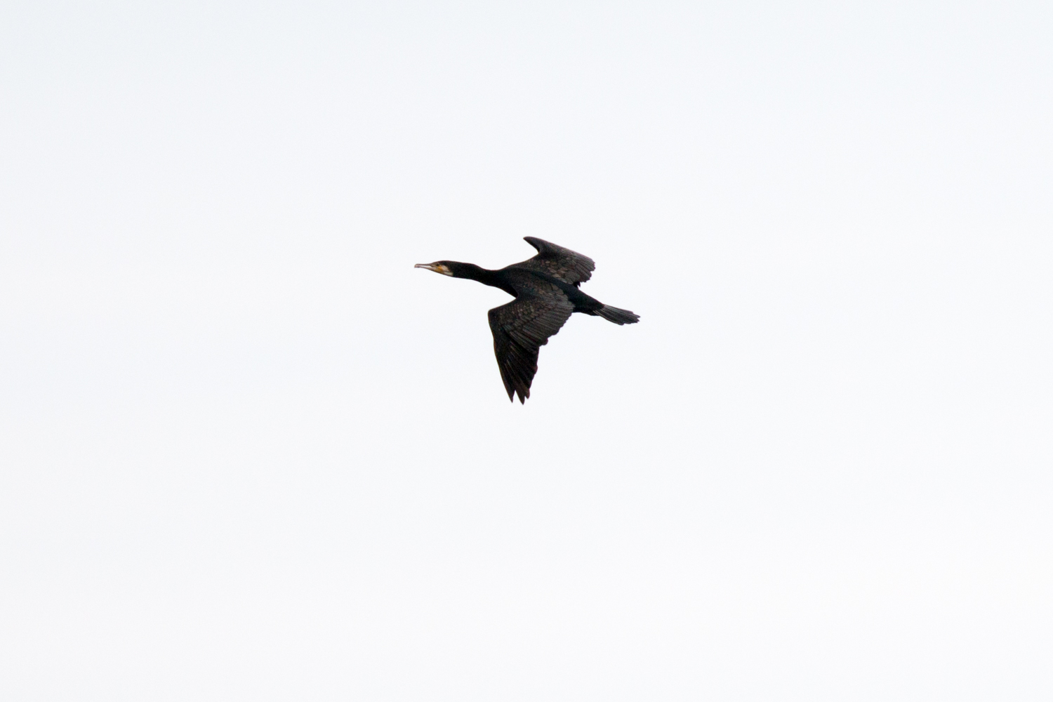 Fliegender Kormoran