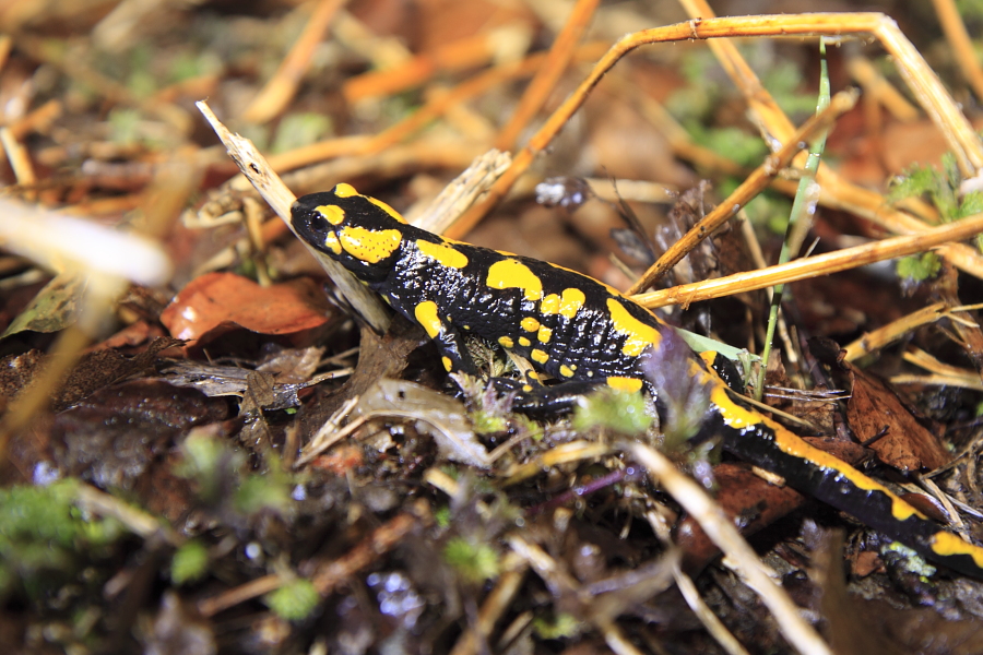 Bei regnerischen Wetter ist auch bereits ein Feuersalamander unterwegs. (Foto: B. Budig)