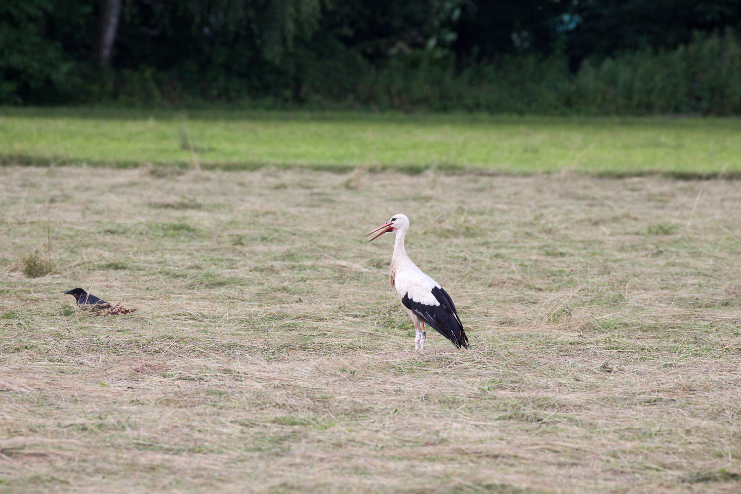 Weißstorch auf Wiese mit Heu, 16.06.2018 (Foto: B. Budig)