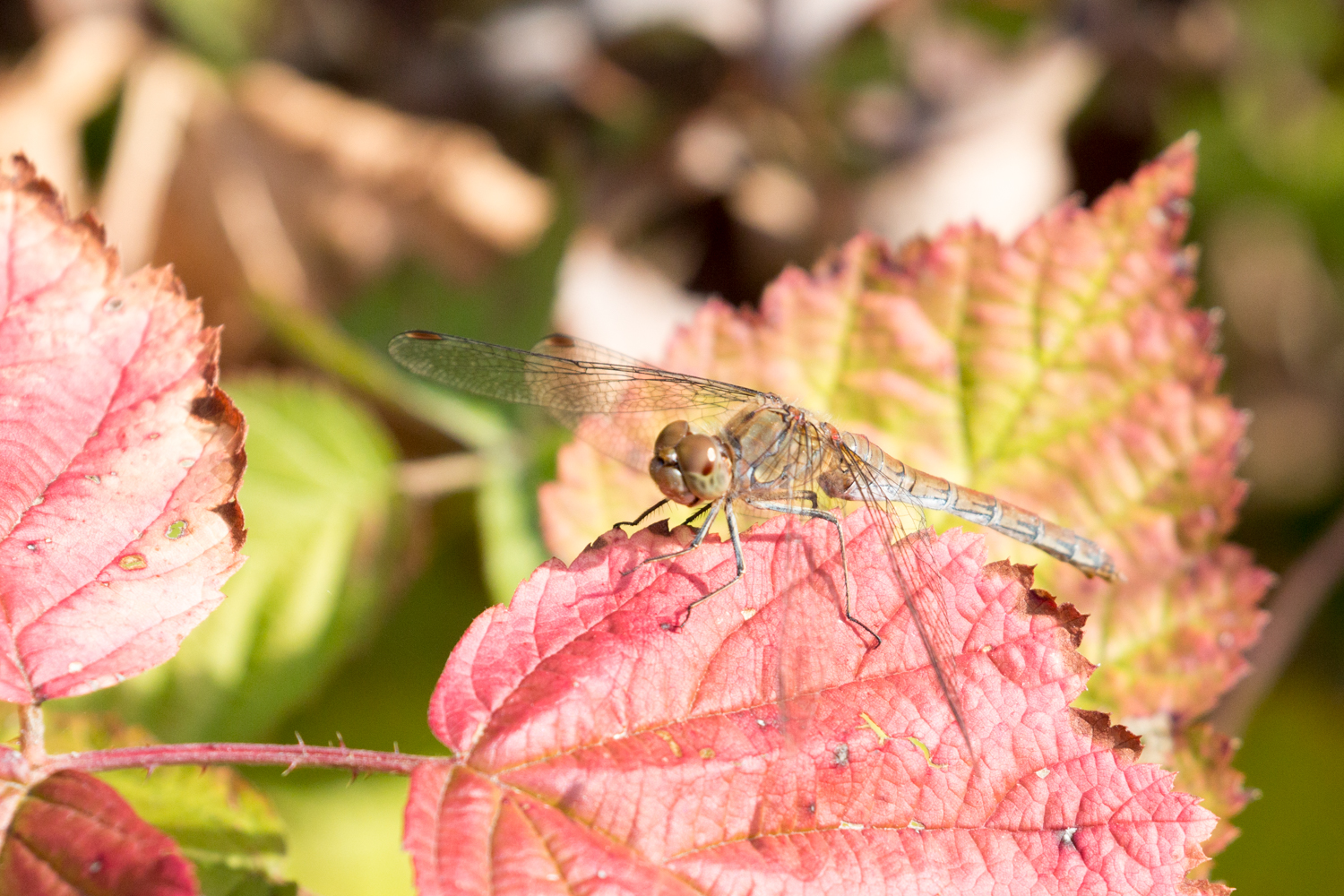 Gemeine Heidelibelle (Sympetrum vulgatum)