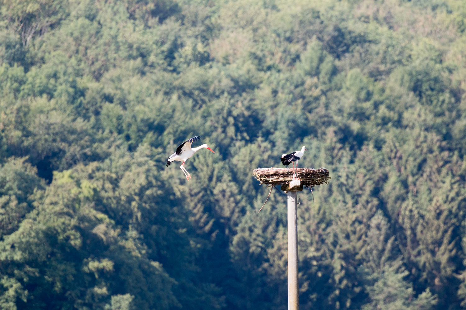 Anflug eines zweiten Weißstorches zum Storchennest, 19.06.2018 (Foto: B. Budig)