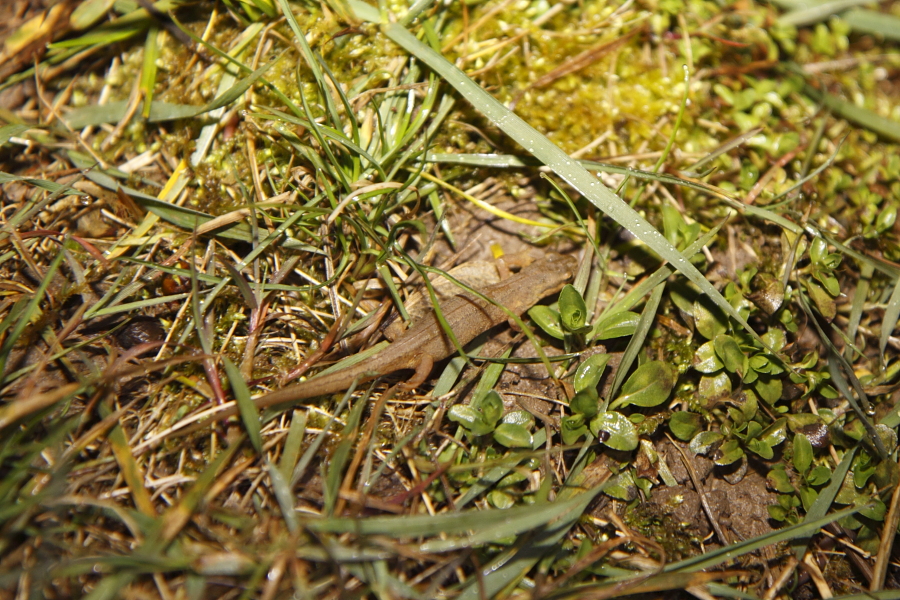 Ein Teichmolchweibchen nach dem Absetzen hinter dem Zaun. (Foto: B. Budig)