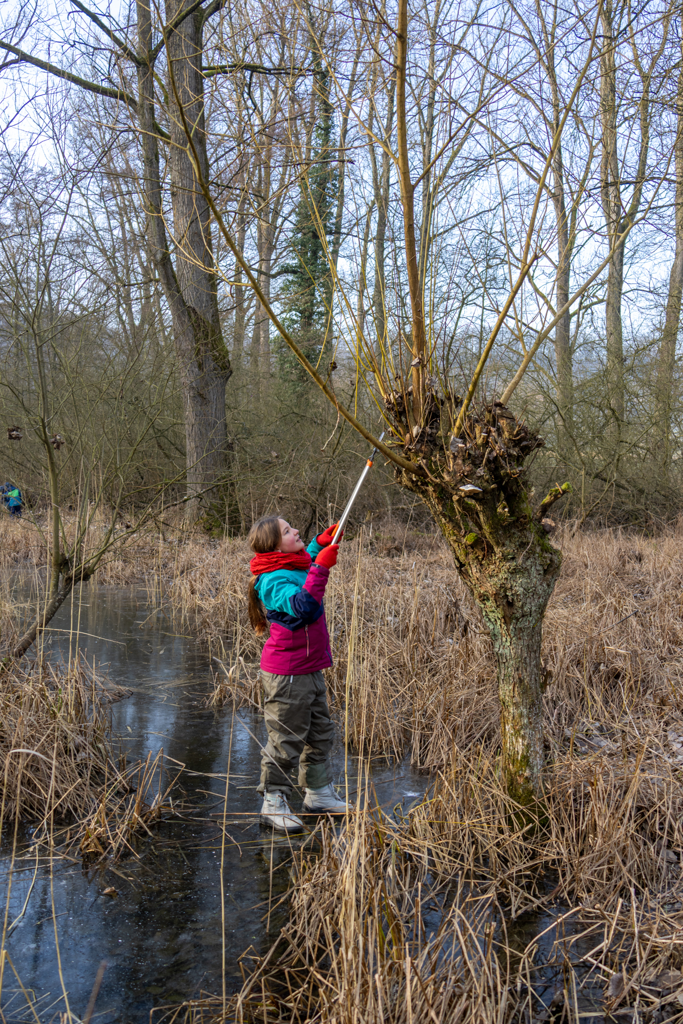 Auch die großen Weiden werden zurückgeschnitten (Foto: B. Budig)