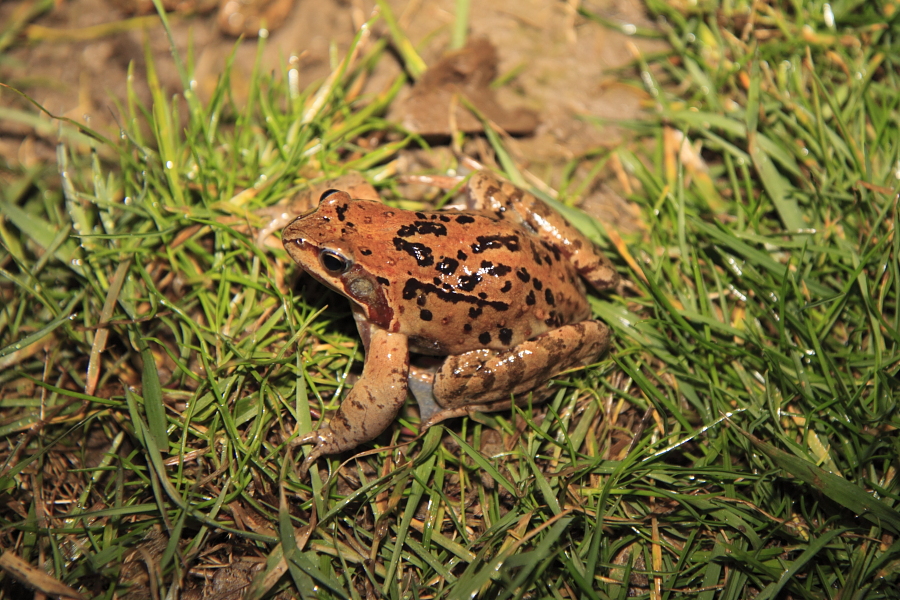 einzelner männlicher Grasfrosch (Foto: B. Budig)