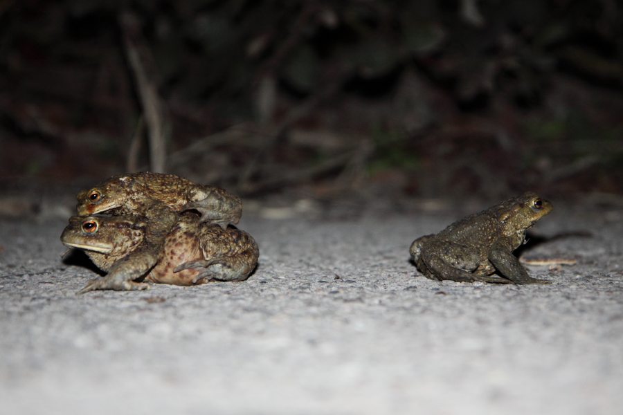 Erkrötenpäarchen und Erdkrötenmännchen (Foto: B. Budig)