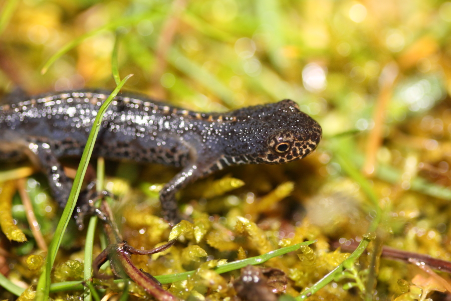 Wegweiser für Kröten, Molche & Salamander