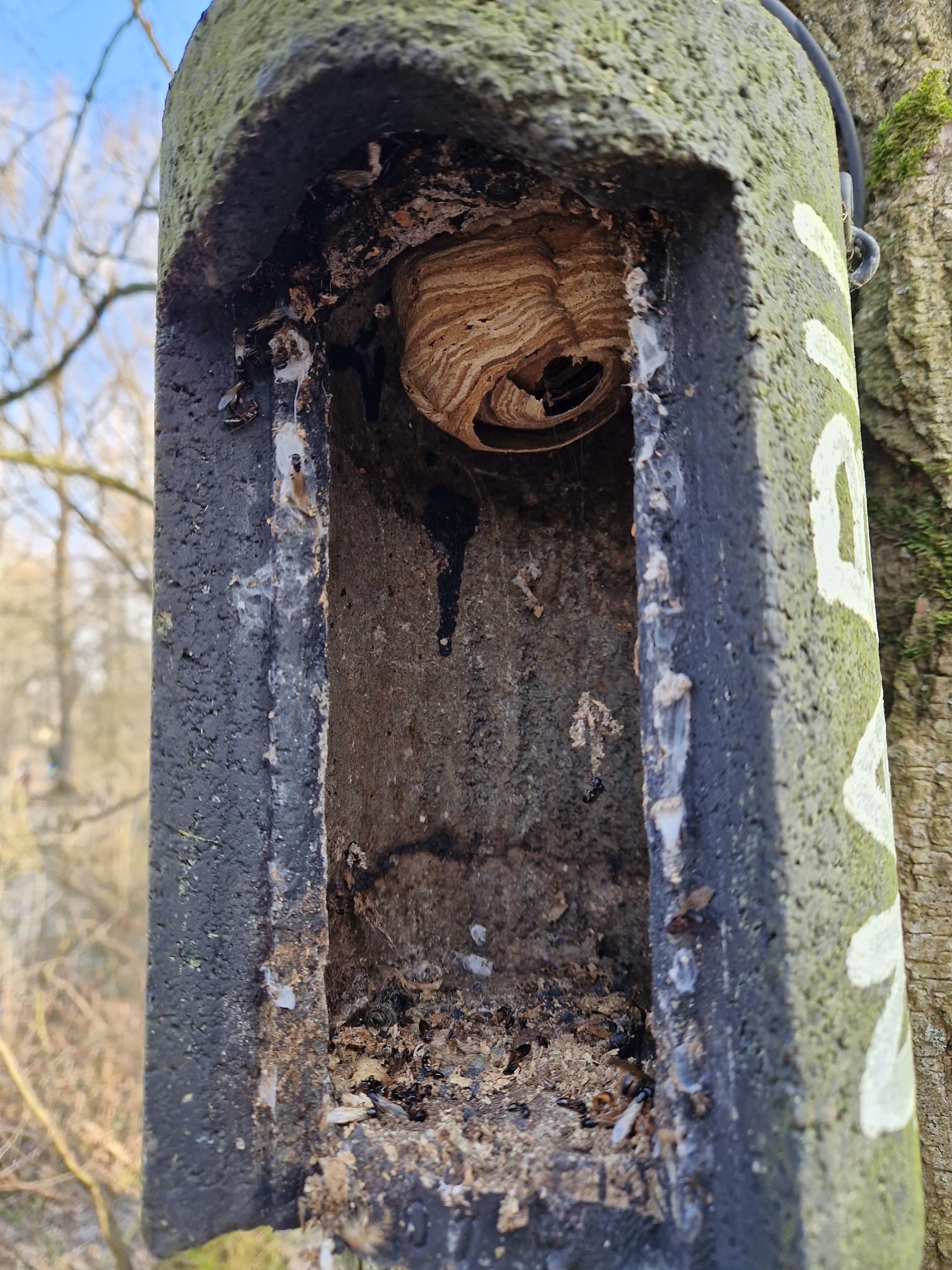 Fund: Wespennest und Ameisen (Foto: H. Budig)