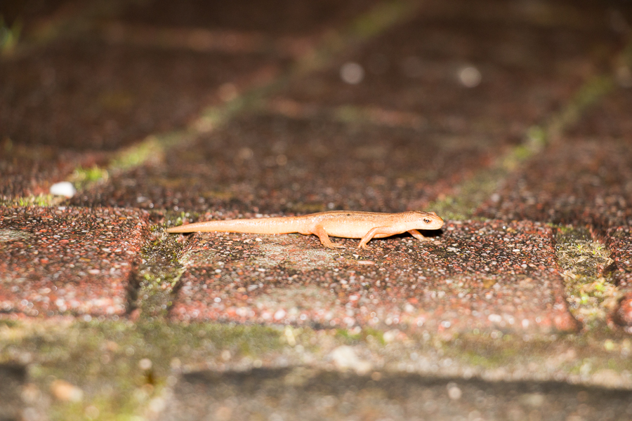 Teichmolchweibchen auf dem Gehweg (Foto: B. Budig)