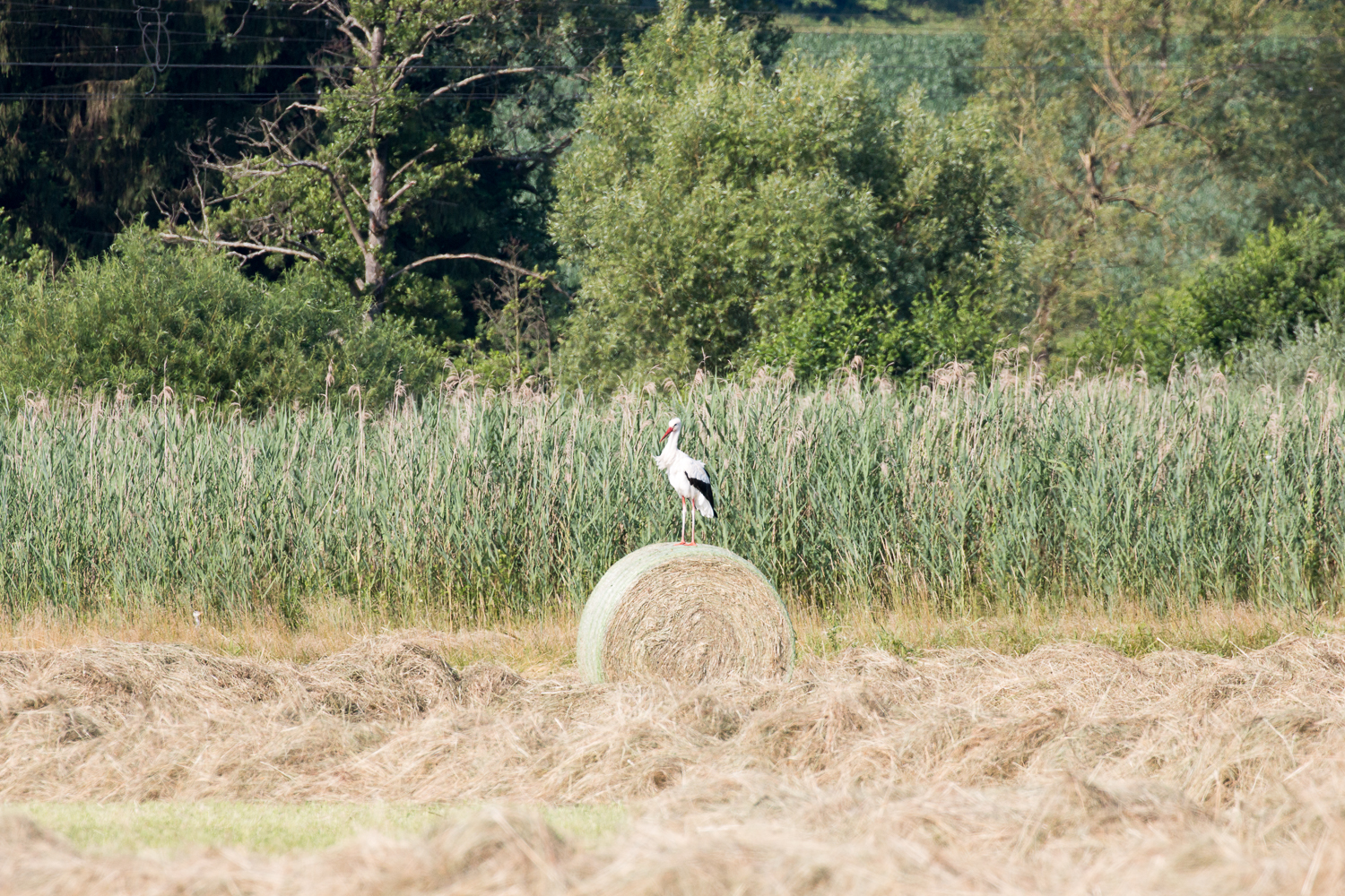 Weißstorch auf Heuballen, 19.06.2018 (Foto: B. Budig)