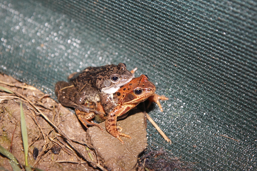 Erstaunlich: In diesem Jahr sind die Grasfrösche auch erst spät und damit parallel mit den Erdkröten auf Wanderschaft zum Laichgewässer. Ein Grasfroschpärchen. (Foto: B. Budig)