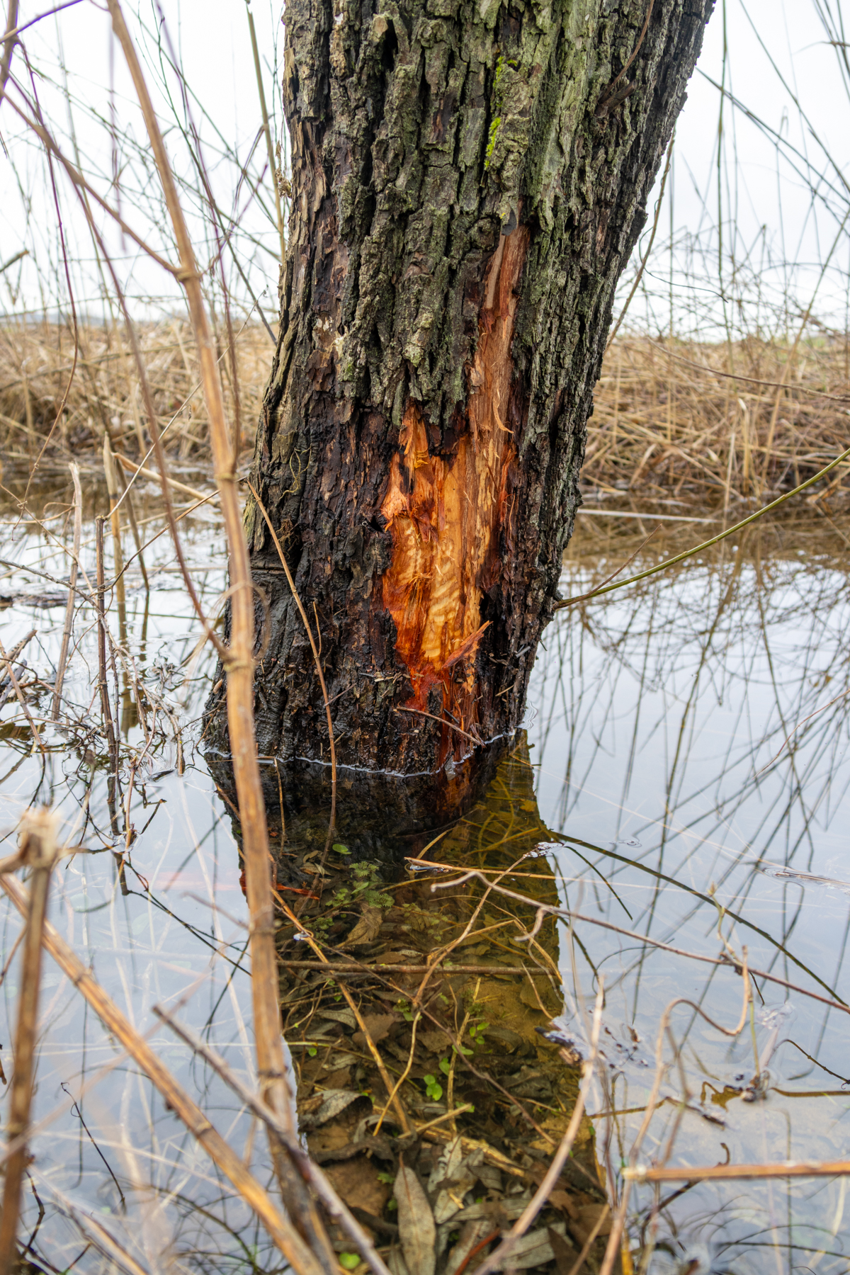 Biberspuren am Bruchraingraben (Foto: H. Budig)