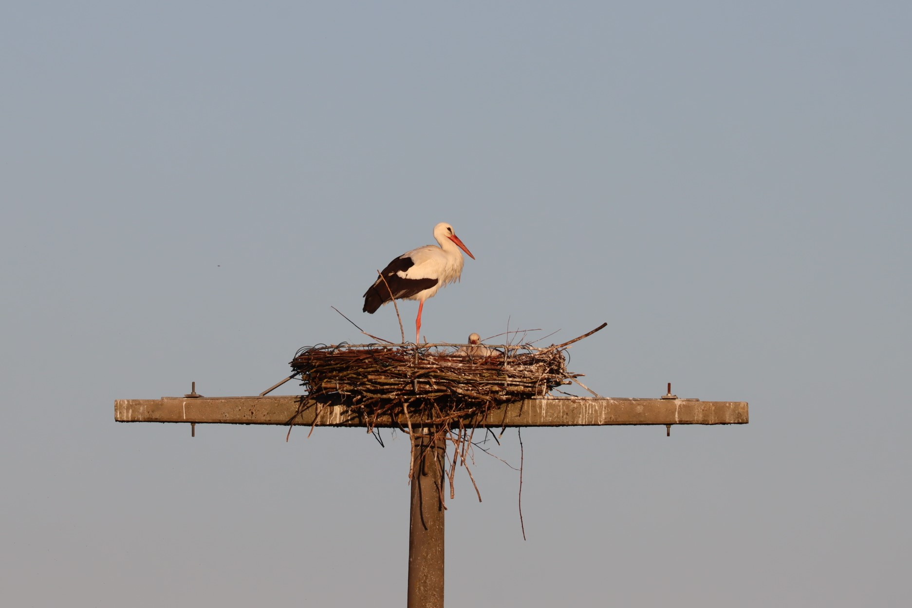 Zwei Störche in der Nisthilfe am 17.05.20 (Foto: B. Budig)