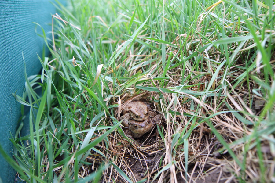 Erdkrötenpäarchen im hohen Gras (Foto: B. Budig)  