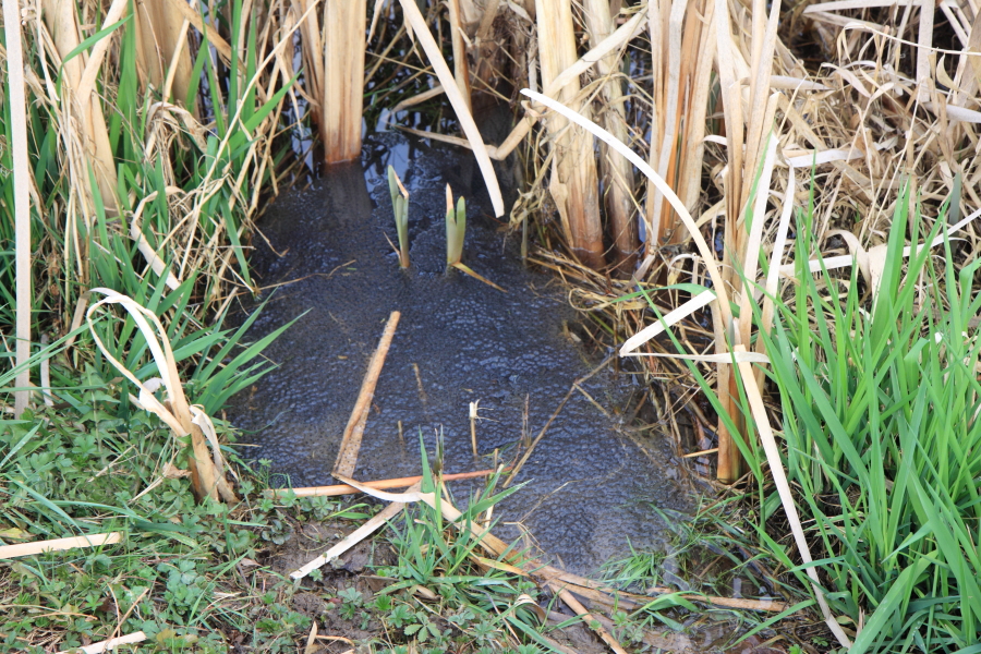 Eisschicht auf dem Forstwaldteich (Foto: B. Budig)