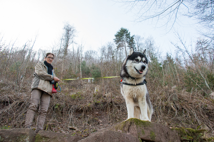 vierbeiniger Begleiter (Foto: B. Budig)