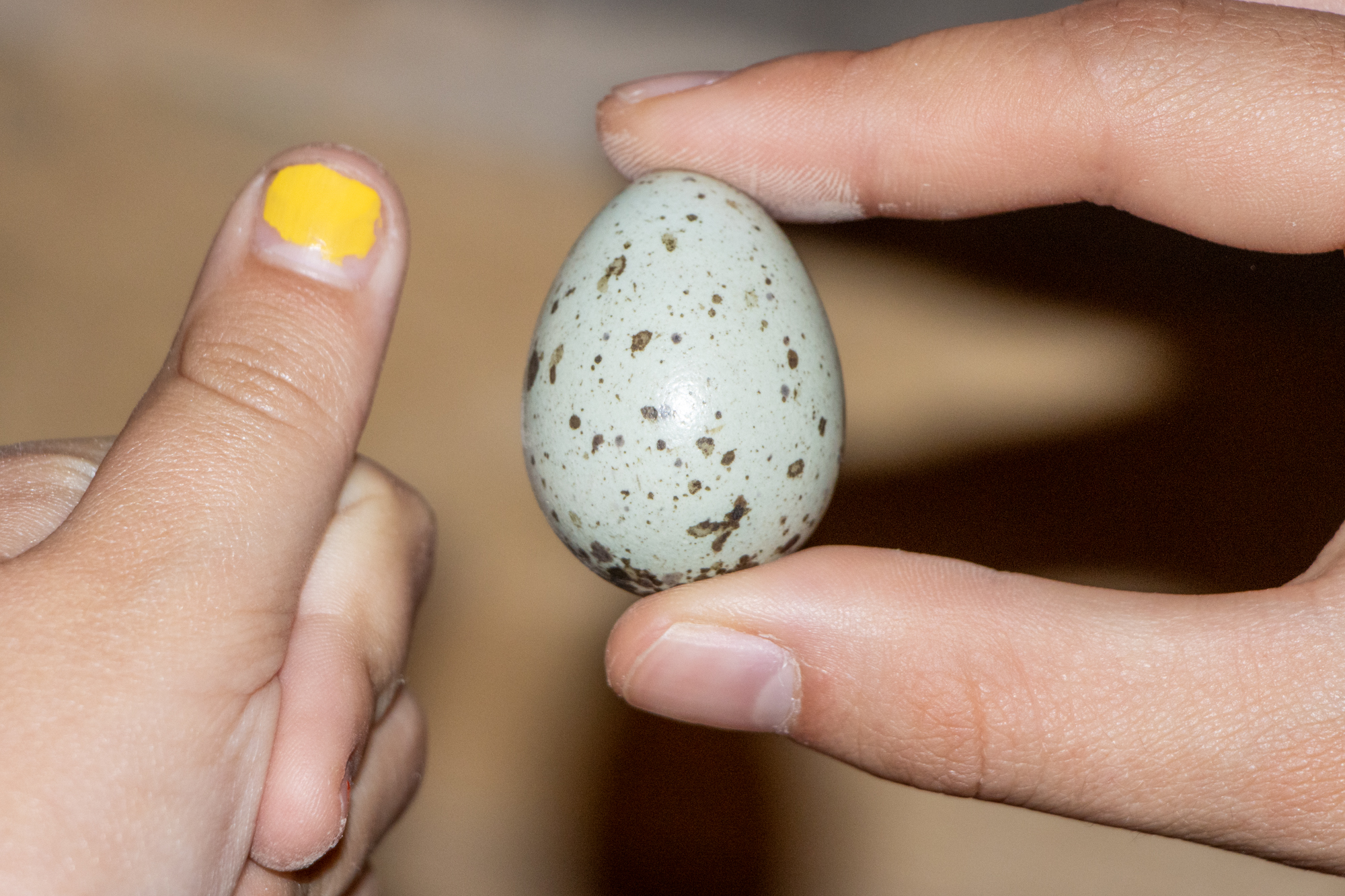 ca. 3,5cm großes grünliches Ei mit dunklen Sprenkeln