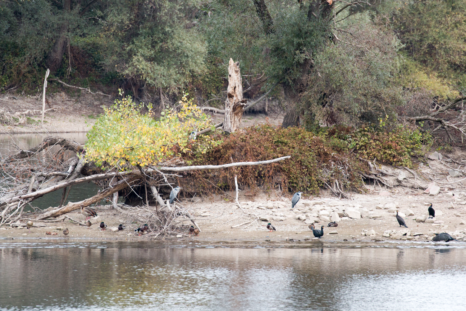 Enten, Nilgänse, Graureiher am Fretter Loch