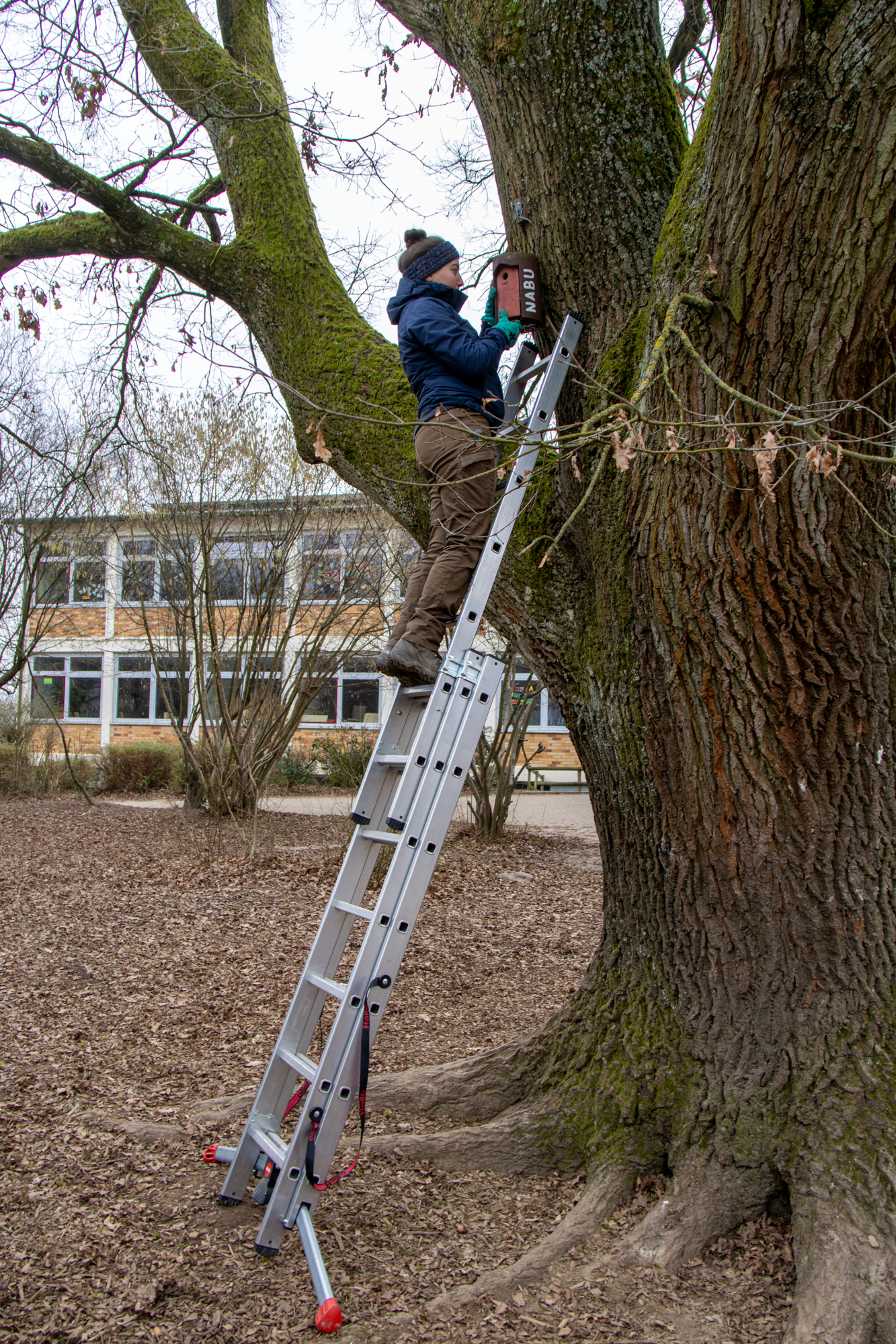 Nistkastenreinigung im Schulhof (Foto: B. Budig)