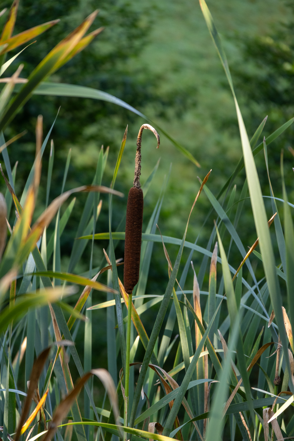 Breitblättriger Rohrkolben/Typha latifolia (Foto: H. Budig)